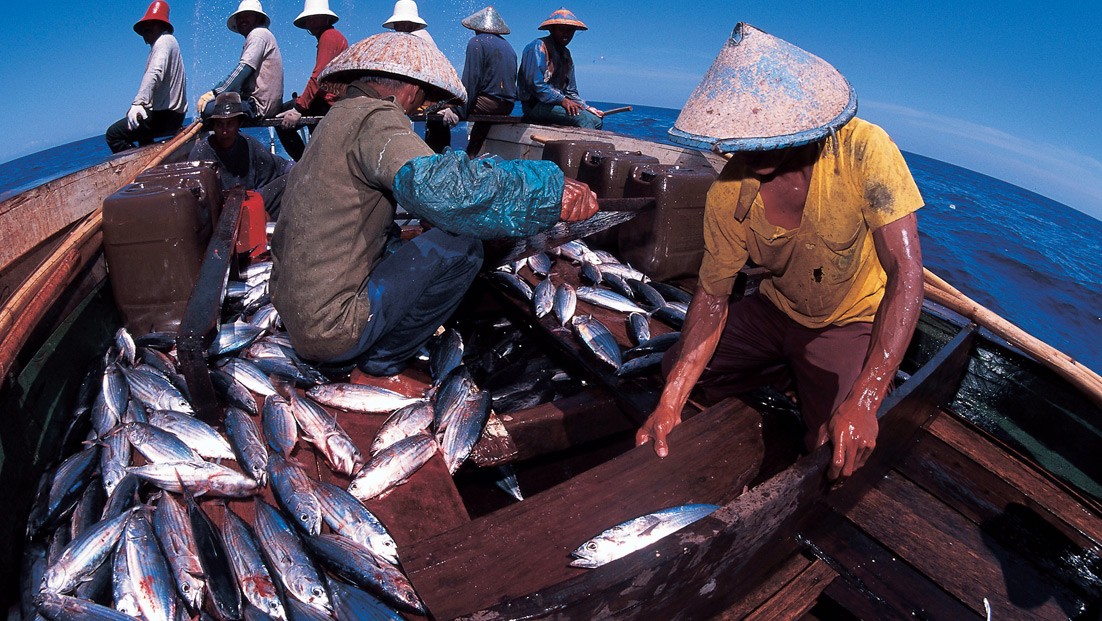 Potensi Besar Perikanan Tangkap di Indonesia